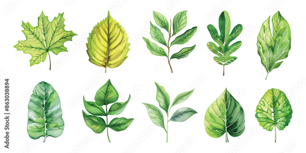 Set collection of hand drawn watercolor tropical summer green leaves exotic plants design resources elements isolated on white background Set collection of hand drawn watercolor tropical summer green leaves exotic plants design resources elements isolated on white background