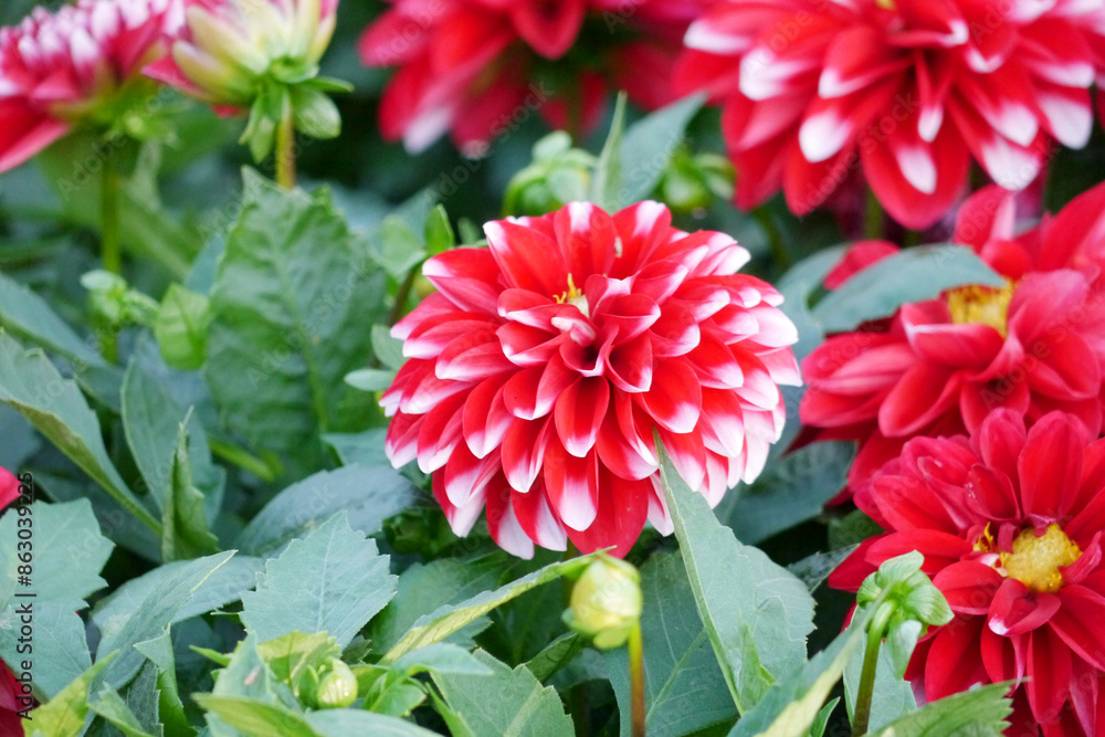 Fototapeta premium Red Dahlia flowers. Dahlia pinnata is a species in the genus Dahlia, family Asteraceae, with the common name garden dahlia. It is the type species of the genus and is widely cultivated.
