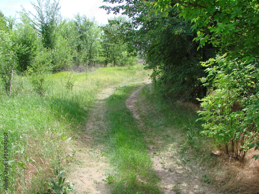 A trodden path in a forest belt surrounded by young green trees under the rays of the morning sun. A trodden path in a forest belt surrounded by young green trees under the rays of the morning sun.