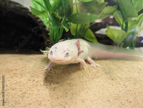 Pink axolotl salamander in a museum exhibit resting at the bottom of an aquarium