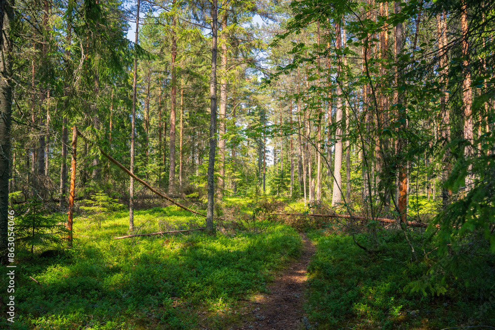 Fototapeta premium Evergreen Forest Landscape with Diagonal Fallen Pine. Serene Wilderness Scene with Sunlight Filtering Through Trees.