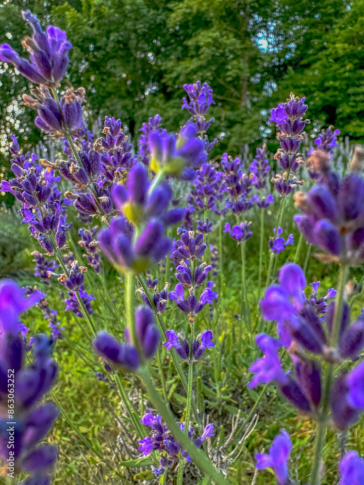 Lavender fields in the Appalachian Mountains Lavender fields in the Appalachian Mountains