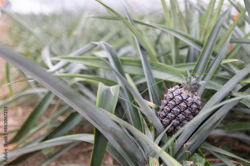 A pineapple is sitting in the middle of a field of green leaves A pineapple is sitting in the middle of a field of green leaves