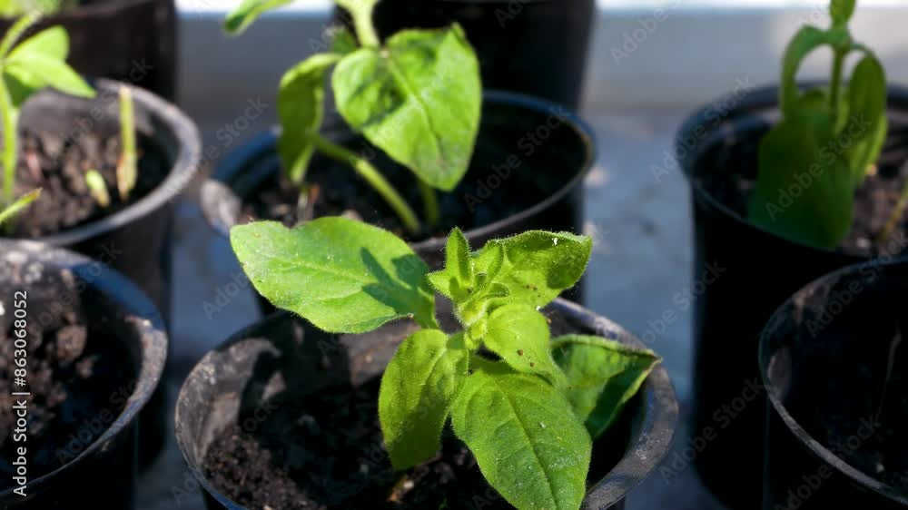 Seedlings of young plants, flowers and vegetables, in small pots. Panorama. Growing plants in the garden. Plant breeding, plant reproduction. Seedlings of young plants, flowers and vegetables, in small pots. Panorama. Growing plants in the garden. Plant breeding, plant reproduction.