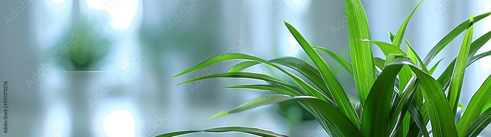 Green indoor plant in modern bright interior natural decor bright light concept of indoor plants interior decorating nature Green indoor plant in modern bright interior natural decor bright light concept of indoor plants interior decorating nature
