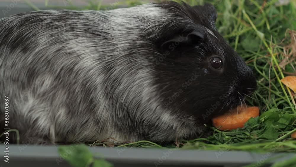 Gallery Detail: An Inquisitive Guinea Pig Explores The Vegetable Garden Tasting The