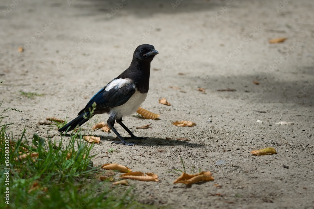 Juvenile magpie with rustled feathers, sitting on the ground. Juvenile magpie with rustled feathers, sitting on the ground.