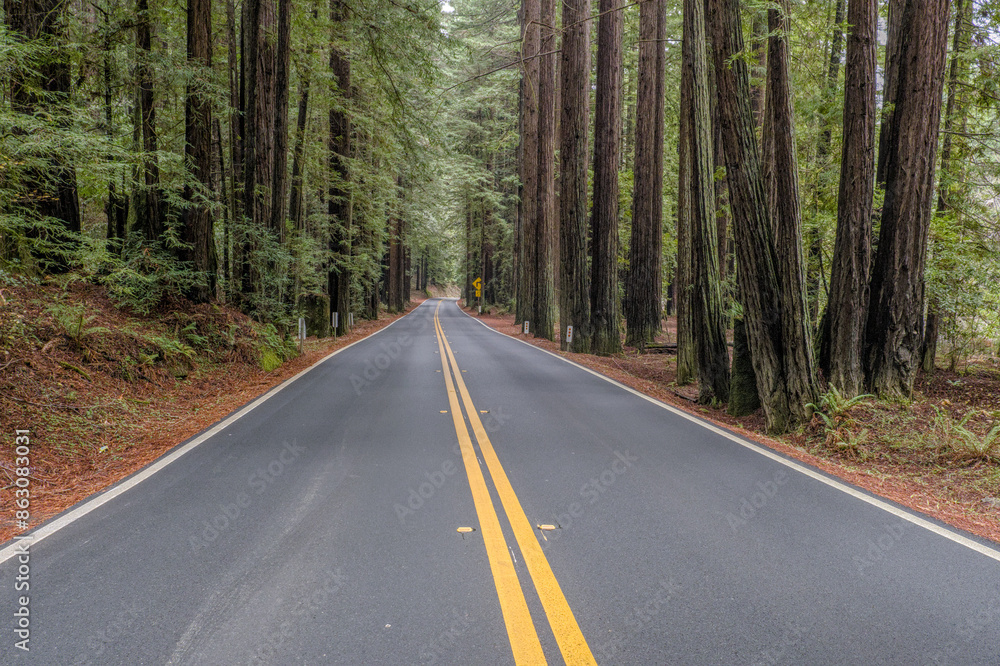 Highway going through Redwood national park Highway going through Redwood national park