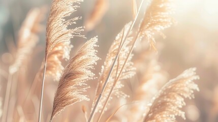 Pampas grass in autumn Natural background Dry beige reed Pastel neutral colors and earth tones Banner Selective focus : Generative AI