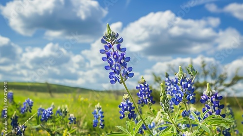 Closeup blossom Bluebonnet at the rolling hills country side meadow blossom Texas state flower in springtime near Dallas Texas America Scenic view landscape of wildflower : Generative AI photo