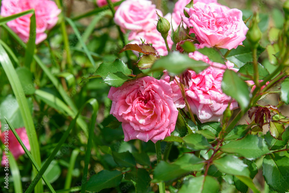 Blooming rose flower buds on a background of green leaves. Blooming rose flower buds on a background of green leaves.