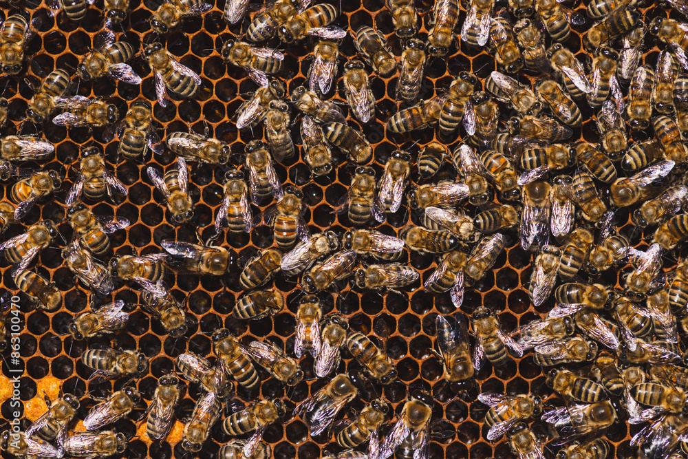 Bees in a hive on a honeycomb Bees in a hive on a honeycomb