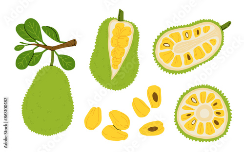 Set of ripe jackfruit whole and half. Exotic peeled jack fruit, slice and pods. Branch with Leaves and fruits. Flat cartoon vector set..