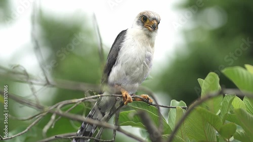 Frances's sparrowhawk (Accipiter francesiae ) is a small bird of prey photo