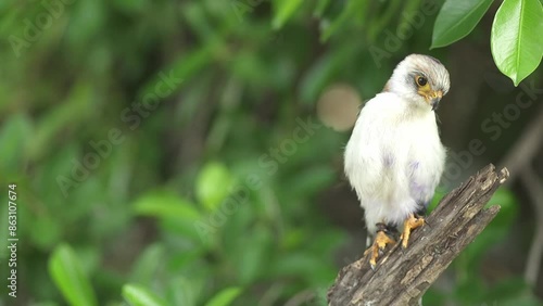 Frances's sparrowhawk (Accipiter francesiae ) is a small bird of prey photo