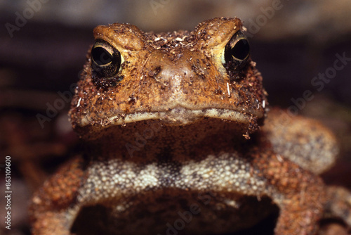 American Toad Looking Into Camera
