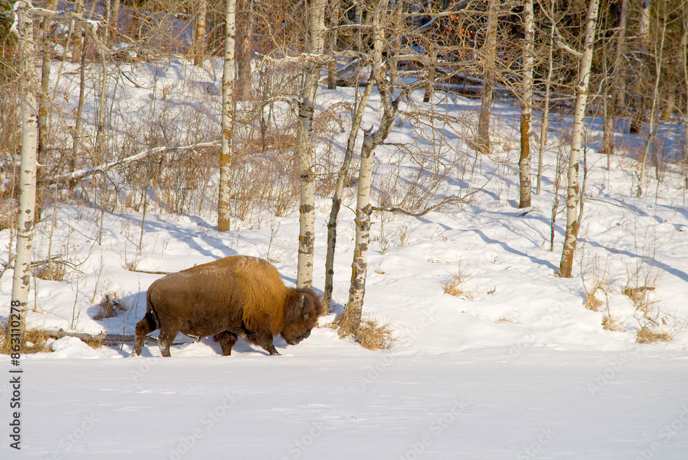 Bison in snow