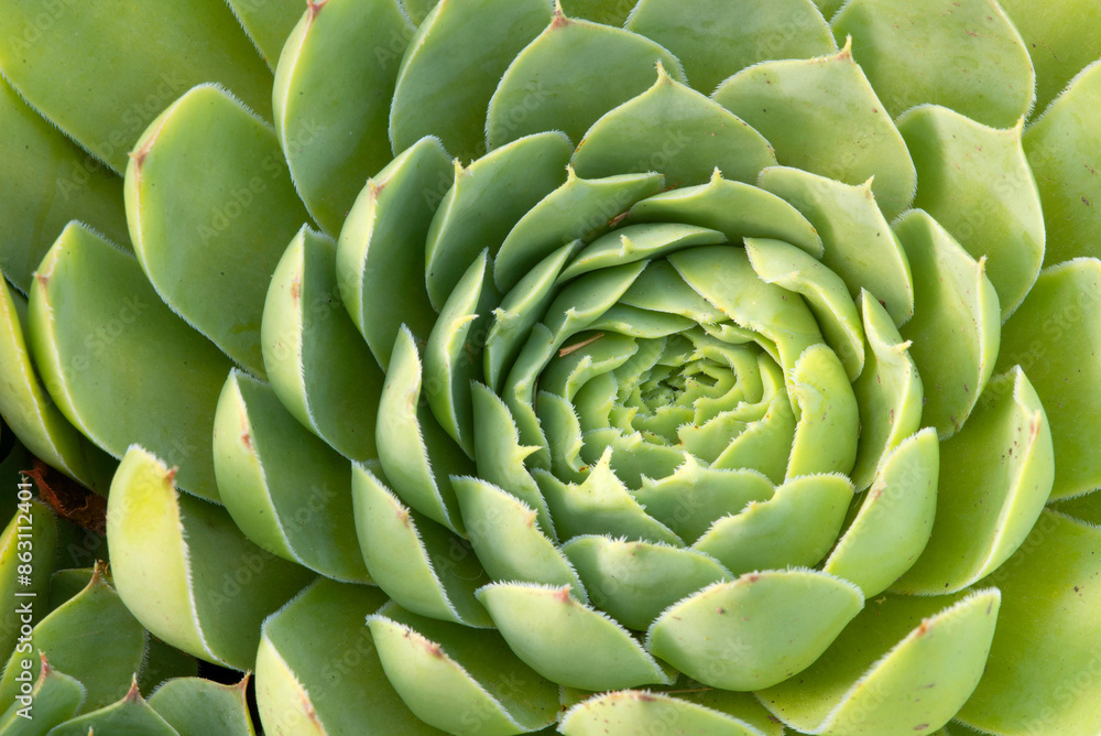 Cactus Cactus