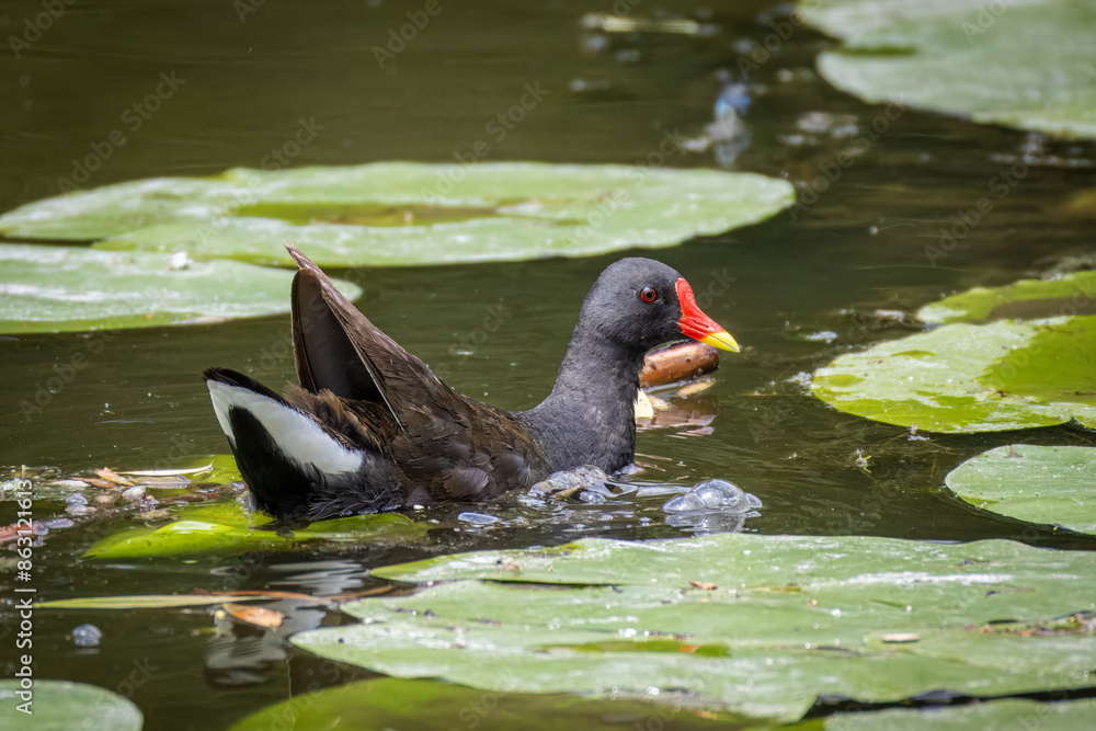 An adult common moorhen swims in the water with green leaves of water lily on a sunny summer day. An adult common moorhen swims in the water with green leaves of water lily on a sunny summer day.