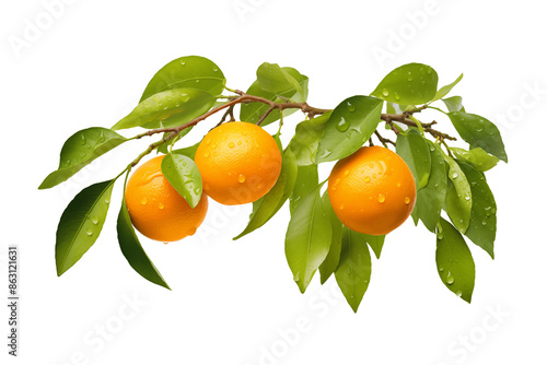 branch with fresh ripe orange fruits, isolated on transparent or white background, png photo