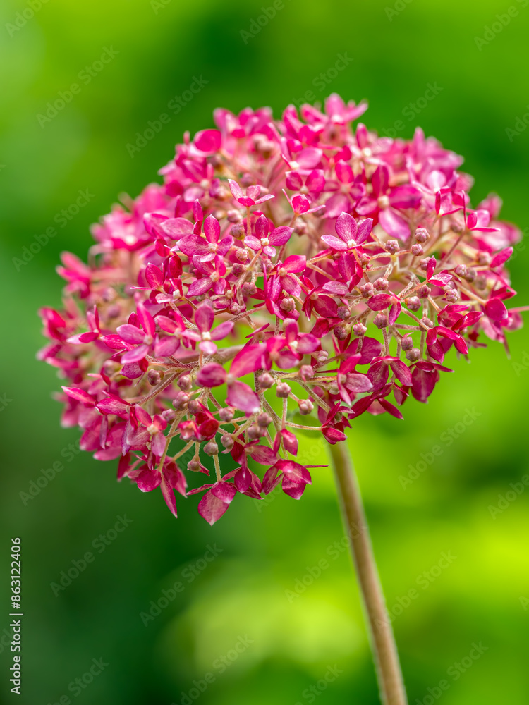 Pink Hydrangea arborescens flower in blossom Pink Hydrangea arborescens flower in blossom