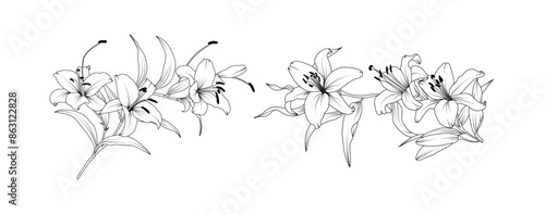 Lily flower arrangement line art on white background. Silhouette lilies botanical hand drawn element for wedding, invitation frame design, vector illustration