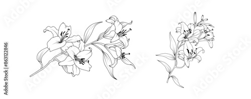 Lily flower arrangement line art on white background. Silhouette lilies botanical hand drawn element for wedding, invitation frame design, vector illustration