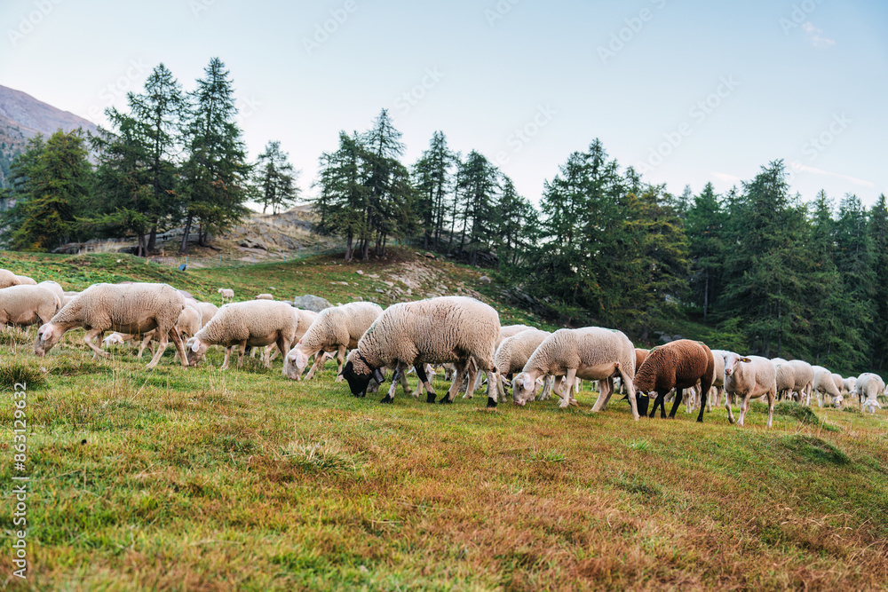 Flock of wooly sheep grazing on pasture Flock of wooly sheep grazing on pasture