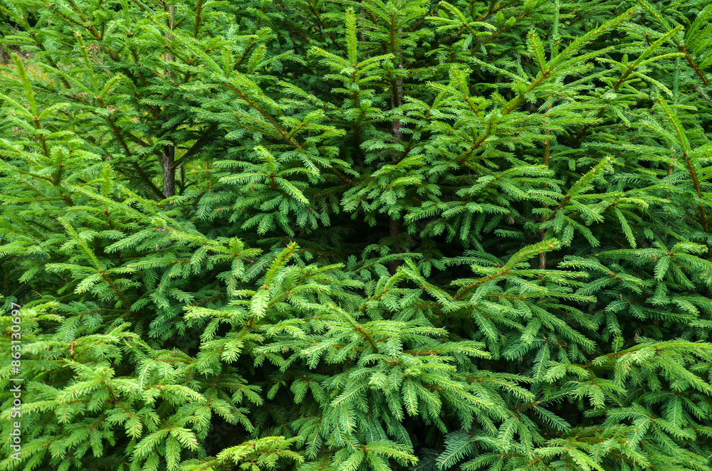 Close-up of lush green coniferous branches, possibly from a fir or spruce tree. The intricate texture of the needles and branches is captured in detail, making it ideal for nature-themed projects Close-up of lush green coniferous branches, possibly from a fir or spruce tree. The intricate texture of the needles and branches is captured in detail, making it ideal for nature-themed projects