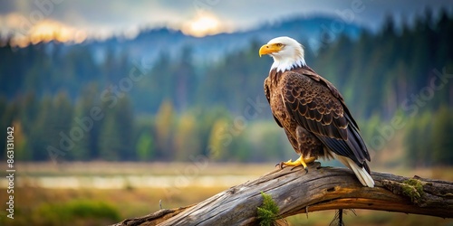 Majestic bald eagle perched on fallen tree, bald eagle, majestic, wildlife, nature, perched, tree, fallen, bird, predator