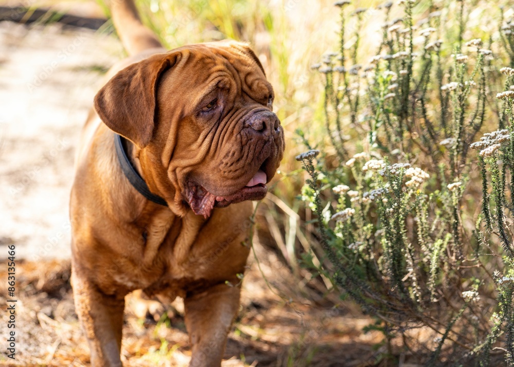 Dogue de Bordeaux dog standing outdoors next to some green plants on a sunny day Dogue de Bordeaux dog standing outdoors next to some green plants on a sunny day