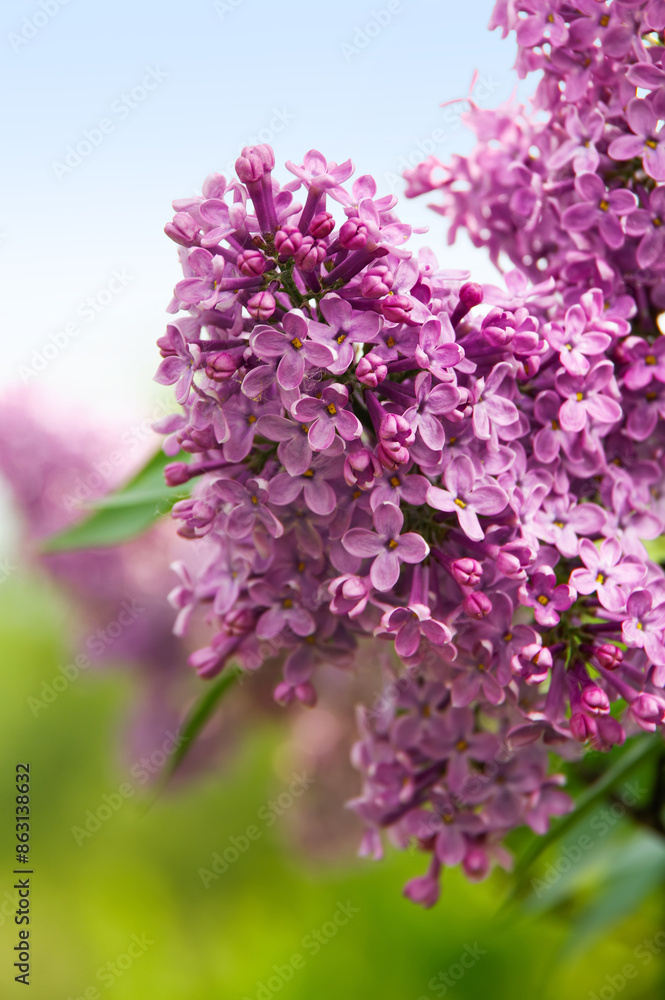 lilac branch with purple flowers on а sky and grass background lilac branch with purple flowers on а sky and grass background