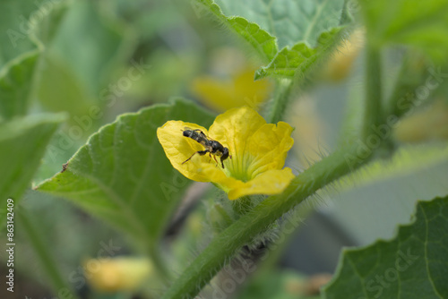 Close up of a bee collecting pollen from a cucumber flower in garden on a farm