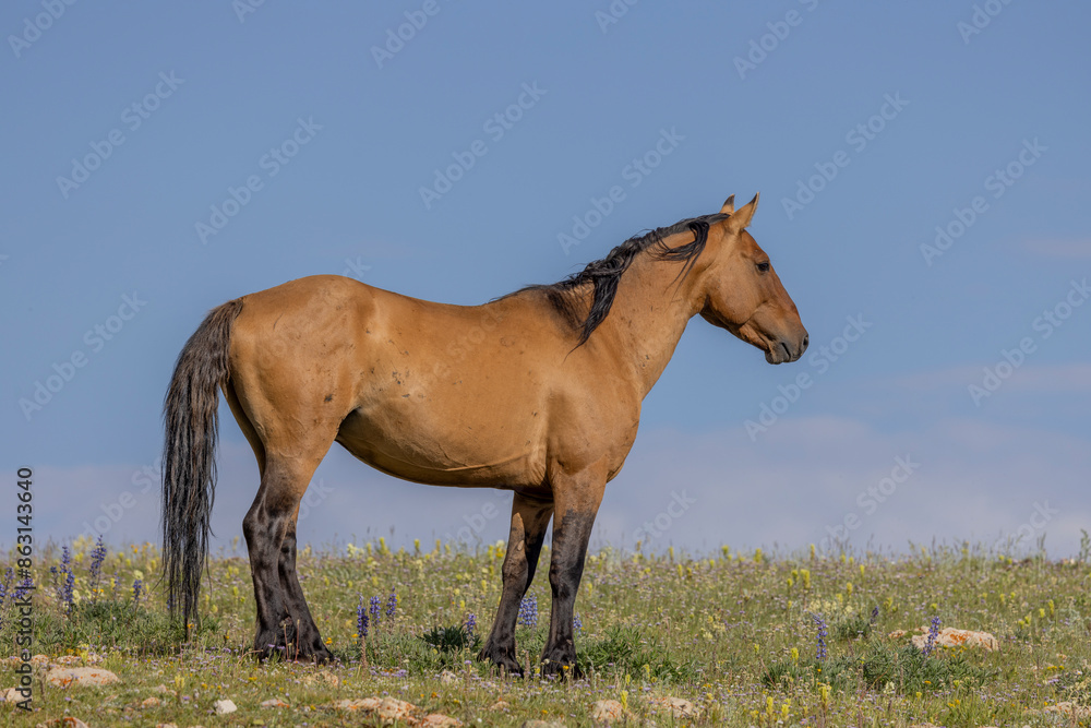 Wild Horse in Summer in the Pryor Mountains Montana Wild Horse in Summer in the Pryor Mountains Montana