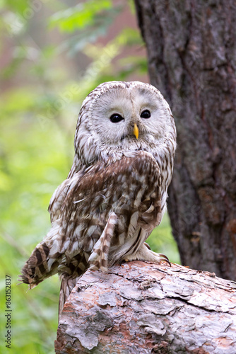 Wallpaper Mural Ural owl on a log in summer forest (Strix uralensis) Torontodigital.ca