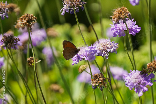 Schmetterling auf einer Blume