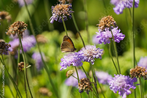 Schmetterling auf einer Blume