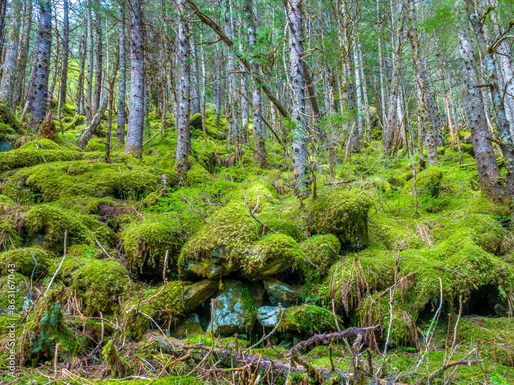 Abundant spongy green moss thriving beneath the tall trees of the Tongass National Forest, Perseverance Trail in Juneau, Alaska, USA Abundant spongy green moss thriving beneath the tall trees of the Tongass National Forest, Perseverance Trail in Juneau, Alaska, USA