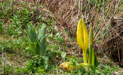 Beautiful yellow skunk cabbage (Lysichiton americanus) flowers in bloom, Perseverance Trail in Juneau, Alaska, USA photo