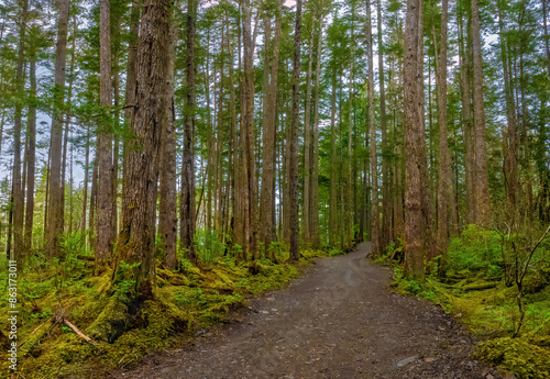 Forest hiking trails in Icy Strait Point, Hoonah, Alaska, USA