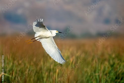 Snowy egret in cloe flight at sunrise over brown grass photo