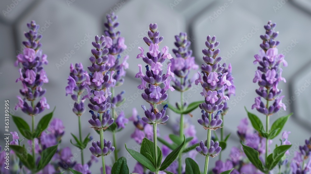 The lavender plant is also called lavender angustifolia, or western lavender. The lavender plant is also called lavender angustifolia, or western lavender.