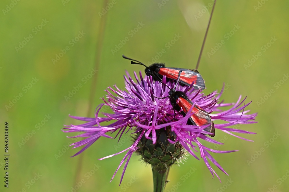Thymian-Widderchen (Zygaena purpuralis) auf Skabiosen-Flockenblume (Centaurea scabiosa) Thymian-Widderchen (Zygaena purpuralis) auf Skabiosen-Flockenblume (Centaurea scabiosa)