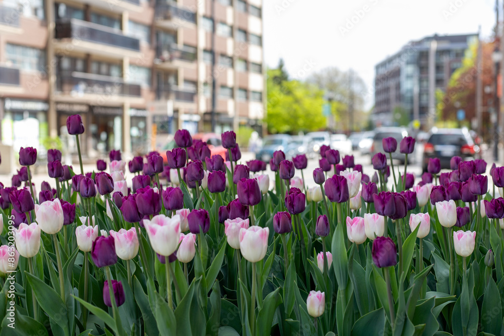 City view with tulips in spring. Cityscape in springtime in residential district City view with tulips in spring. Cityscape in springtime in residential district