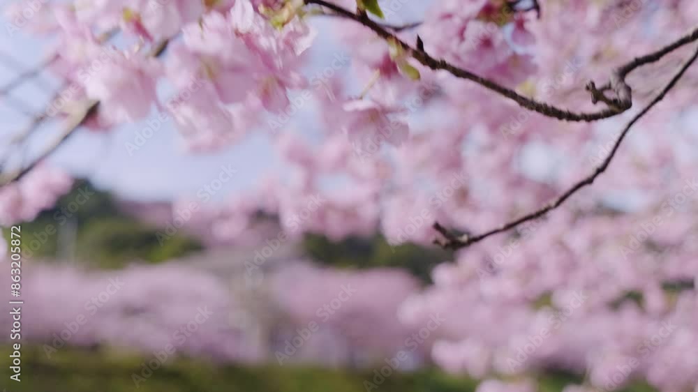 風に揺れる河津桜 静岡県加茂郡河津町 風に揺れる河津桜 静岡県加茂郡河津町
