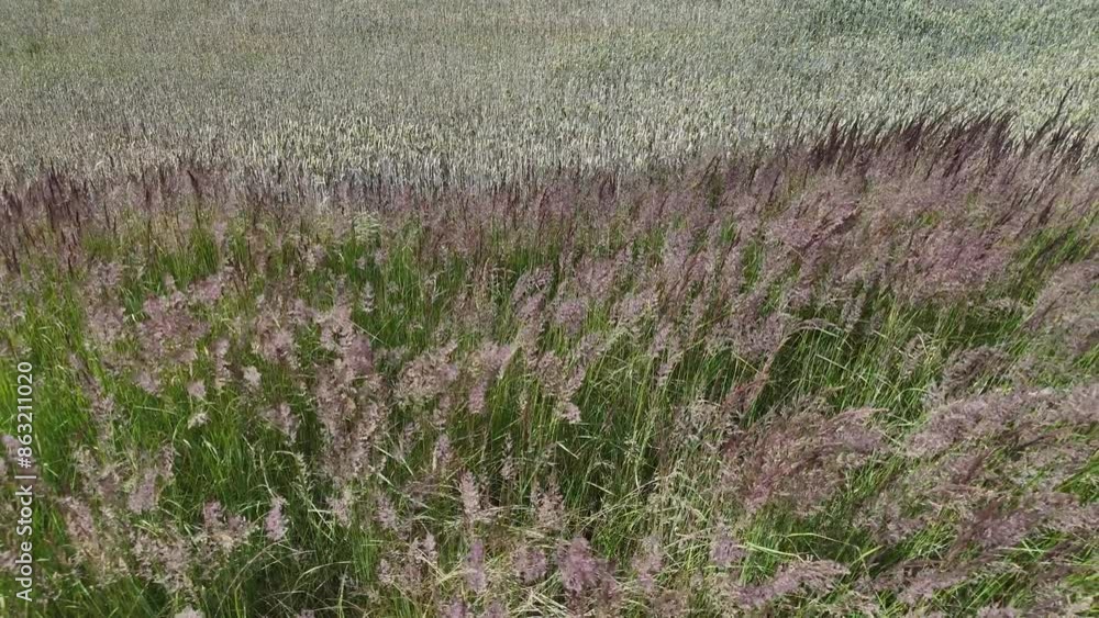 Piękne trawy i zboże poruszane wiatrem, z góry, widok z lotu ptaka, widok z drona. Piękne trawy i zboże poruszane wiatrem, z góry, widok z lotu ptaka, widok z drona.