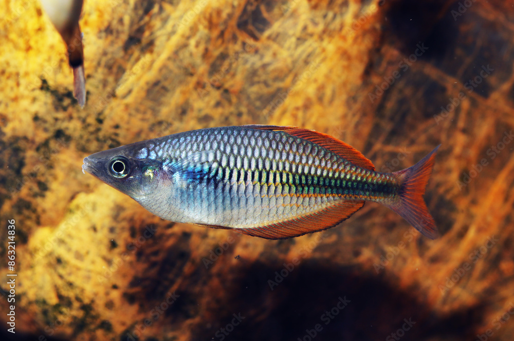 West Papua Rainbowfish (Melanotaenia fasinensis) West Papua Rainbowfish (Melanotaenia fasinensis)