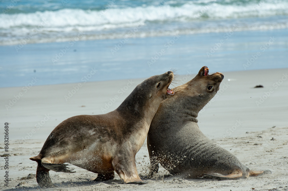 Fototapeta premium state sea lion