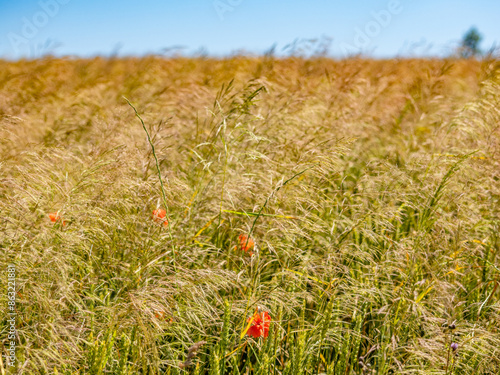 Wildblumen im Getreidefeld photo