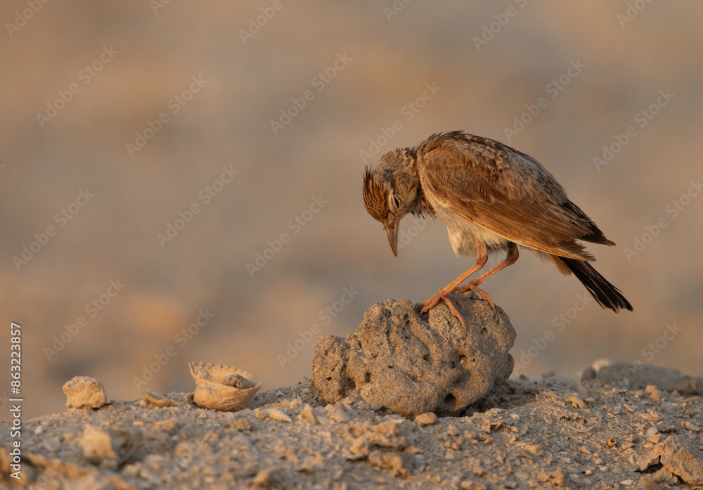 Crested Lark in the morning light, Bahrain Crested Lark in the morning light, Bahrain